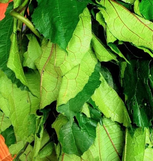 ugu-leaves